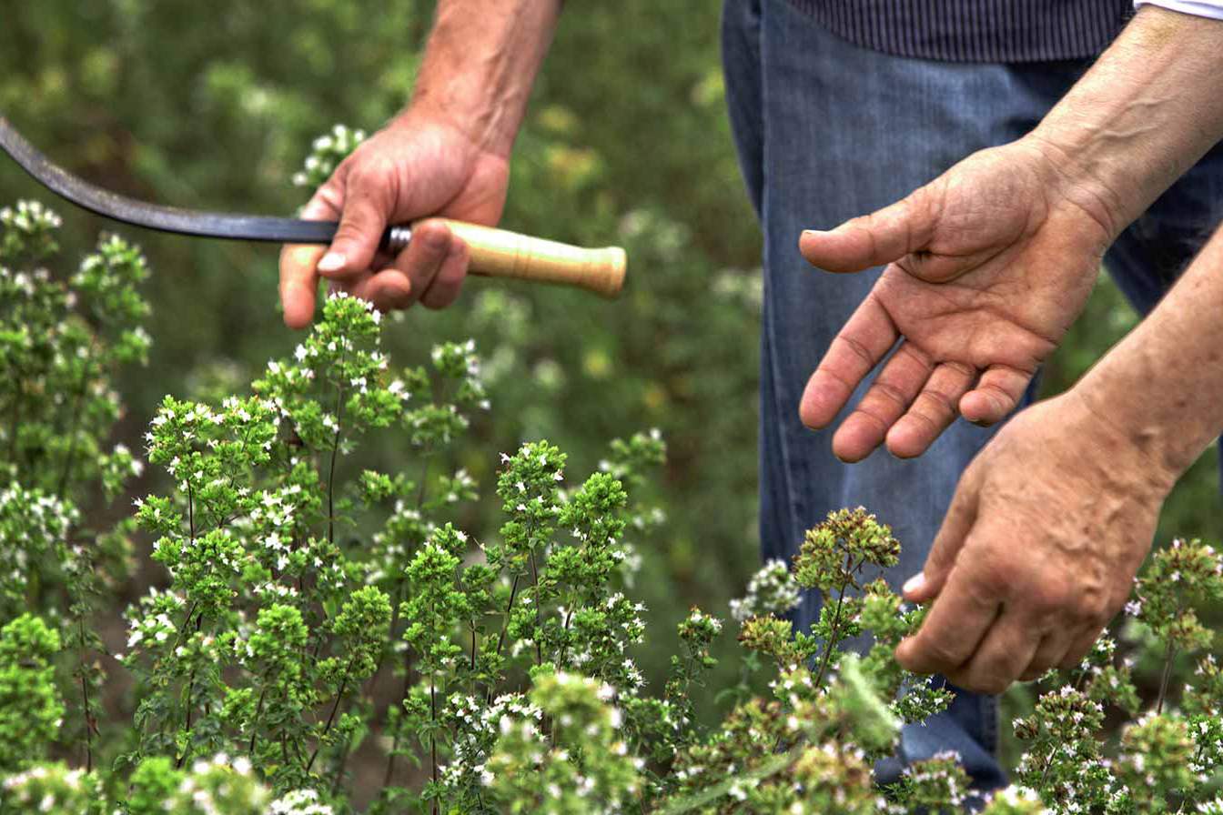 Fresh oregano
